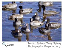 American Coot