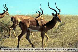 impala