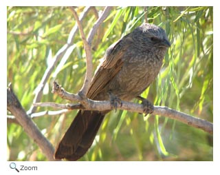 apostlebird