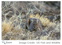 Bobcat