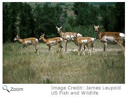 Pronghorn