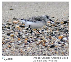 Sanderling