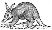 aardvark