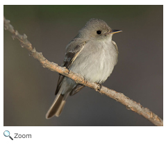 Acadian Flycatcher