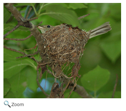 Acadian Flycatcher