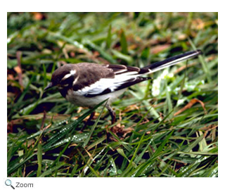 African Pied Wagtail