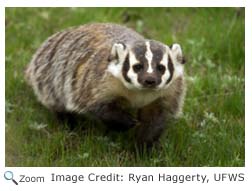 American Badger