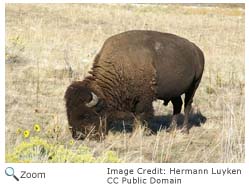 Bison grazing