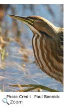 American Bittern