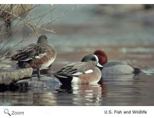 American Wigeon