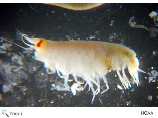 Amphipod