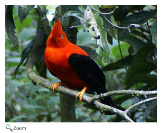 Andean Cock of the Rock