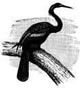 Anhinga