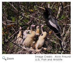 anhinga