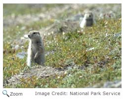 Arctic Ground Squirrel