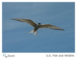 Arctic Tern