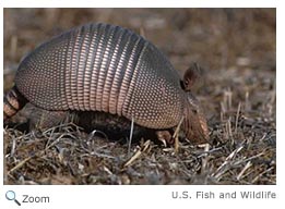 Armadillo