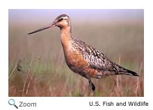 bar-tailed godwit