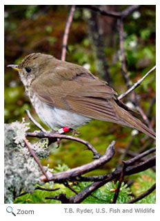 Bicknell's Thrush