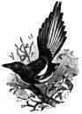 Black-billed Magpie