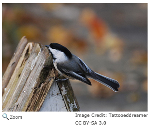 Black-capped chickadee