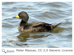 Black Scoter