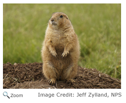 Black-tailed Prairie Dog