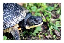 blandings turtle