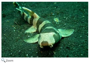 Brownbanded Bamboo Shark