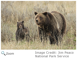 Brown Bear