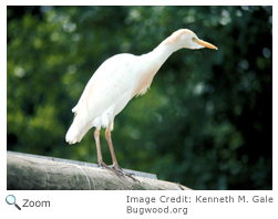 Cattle Egret