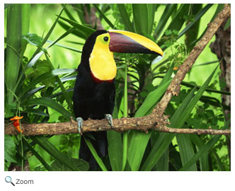 toucan 