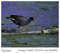 common moorhen