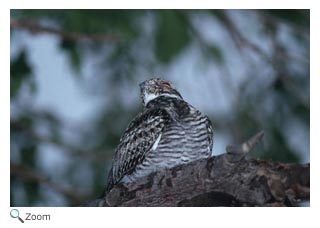 Common Nighthawk