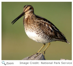 Common Snipe