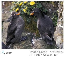 Crested Auklet