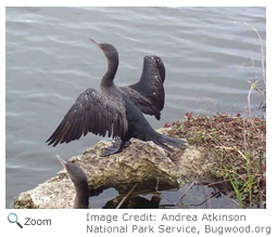 Double-crested Cormorant