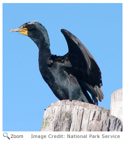 Double-crested Cormorant