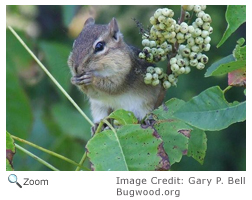 Eastern Chipmunk