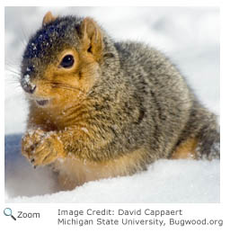 fox squirrel