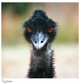 Emu