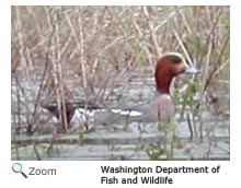 Eurasian Wigeon 