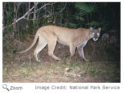 Florida Panther