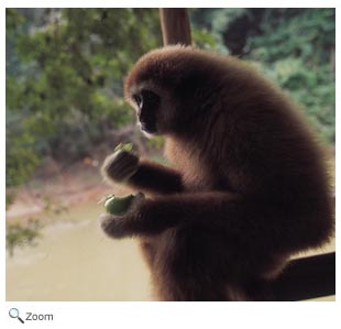 Gibbon