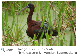 Glossy Ibis