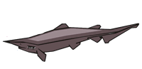 goblin shark