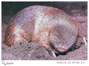 Golden Mole