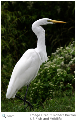 Great Egret