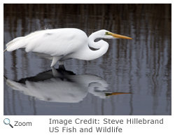 Great Egret