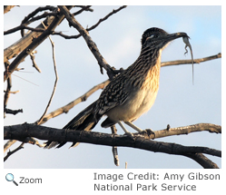 Greater Roadrunner